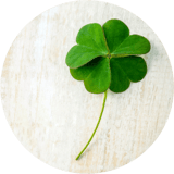 Four-leaf-clover_Saint-Patricks-Day