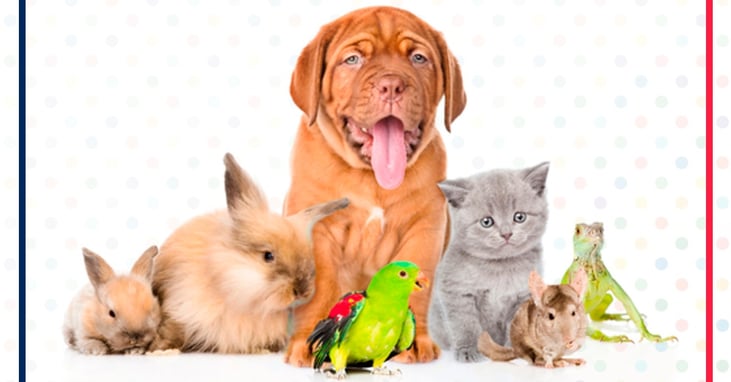 animales en ingles