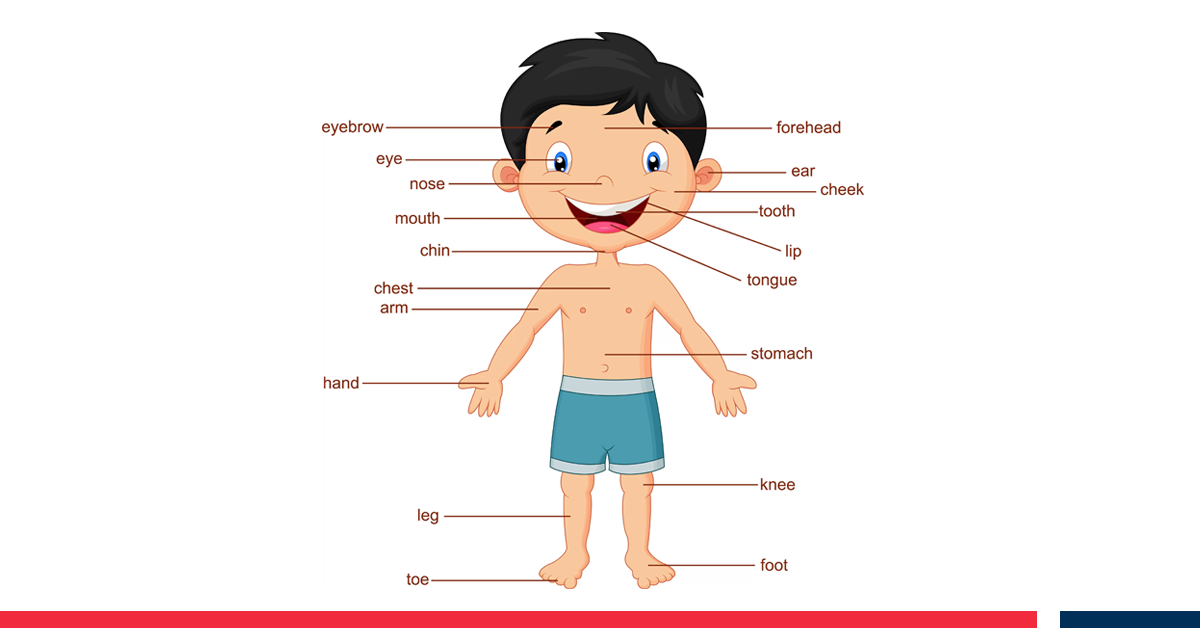 partes del cuerpo en ingles